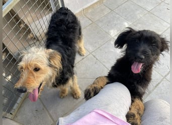 Jax wartet auf seine Familie