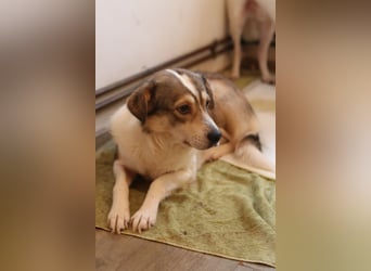 TIMENTES, Hündin, 6 Jahre, 48 cm, Mischling, Tierschutz