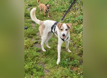 Schmusefreund IVO sucht sein Traumzuhause