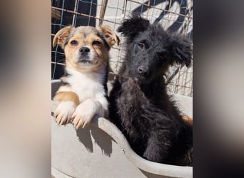 GORDI❤️liebes, verschmustes kroat. Schäferhund-Mix-Mädel