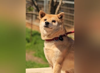 Arabesque PP – Zarte Shiba Inu-Dame sucht ruhiges und einfühlsames Zuhause