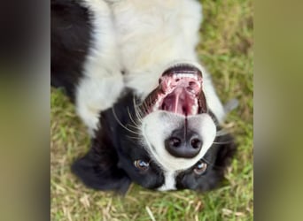 MOSS - Lebensfroher Border Collie Mix sucht aktive Familie