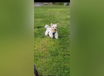 Kleiner Biewer Yorkshire Terrier Welpe a la Pom Pon tricolor / reinrassig / selten Rüde