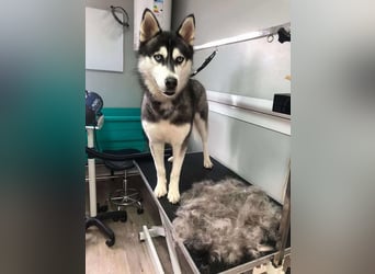 BANDIT - der verspielte und soziale Bursche möchte für immer ein Teil deiner Familie sein!