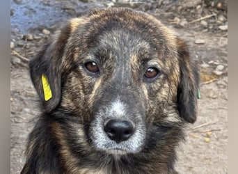 ♥RUSTY♥ unfassbar verschmuster und kuschelbedürftiger, wunderschöner, gestromter Junghund 49 cm