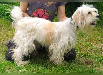 Athena 2, Tibet Terrier Mischling