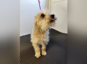 MIRCO - der lustige und verspielte kleine Mann sucht ein liebevolles Zuhause