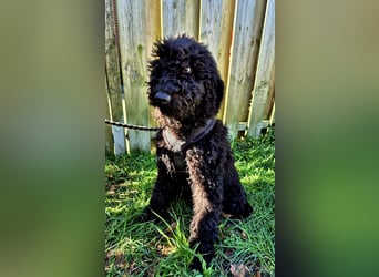 Labradoodle