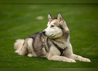 Wapaj - gut erzogener liebevoller Familienhund - Tierhilfe Franken e.V.