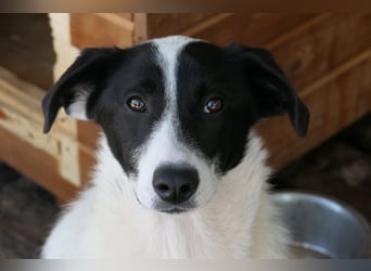 Ziva - menschenbezogen und verschmust