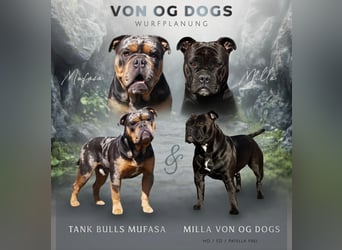 Old English Bulldog Welpen
