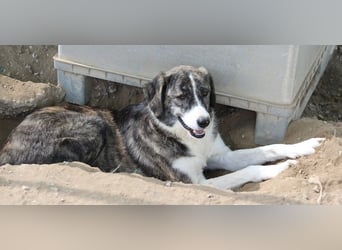 Rafaeli, geb. ca. 03/2021, lebt in GRIECHENLAND, im städt. Tierheim Serres