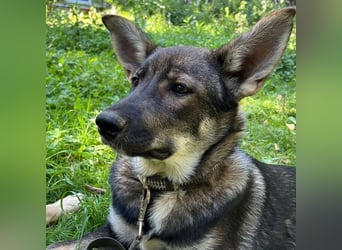 Mutiger RICHARD ist ein idealer Hund für eine Familie