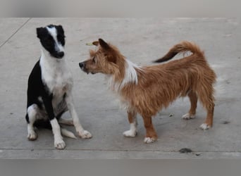 Yorki-Mix-Rüde freut sucht verantwortungsvolles Zuhause