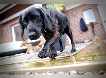 TEQUILA, Spaniel-Mix Rüde, geb.ca. 20.11.2021, sucht seine Familie