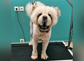 Charlie- Chow Chow- sucht ein Zuhause / eine Pflegestelle