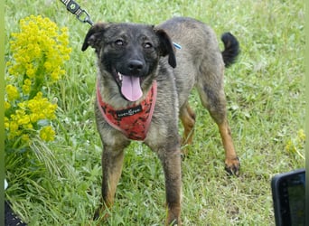 Liebe Nala sucht eine neue Familie