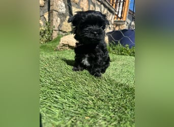 Yorkshire terrier schwarz mädchen