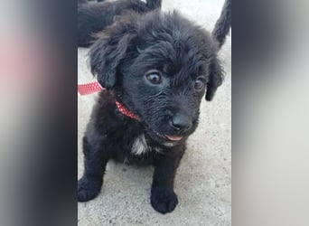 ❤️ AMANDA: süße kleine Zuckerschnecke Nr. 3 - 2 Monate, sp. 35cm - Havaneser-Pudel-Schnauzer