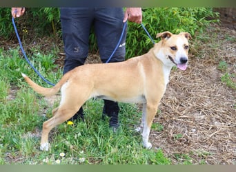 Goma, Labrador-Mix, lieb und sozial