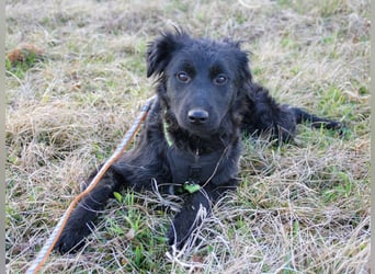 Schnuckelige DAYA hat das Potential zum Herzenshund