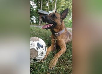 Godi - der freundliche, Menschenbezogene Malinois