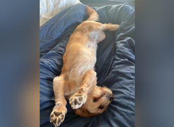 Lala sucht ein ruhiges Zuhause
