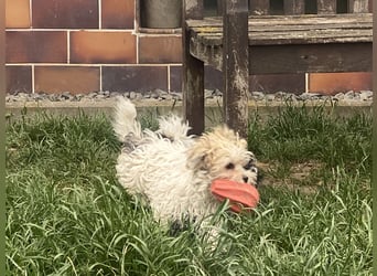 Wunderschöne Yorkipoo Welpen in Sonderlackierung