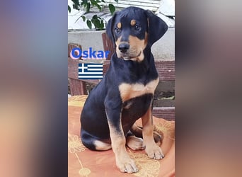 Oskar, 01/25 - Schlappohr sucht Wirkungskreis