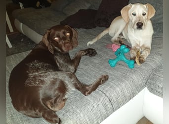 Nacho in 09618 Brand- Erbisdorf sucht sein Zuhause