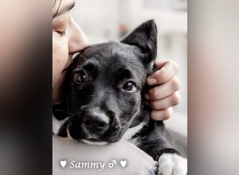 Kokonimix Tammy und Sammy suchen ein Zuhause