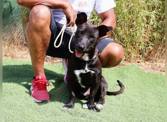 Cisco, Terrier-Mix, lieb und sozial