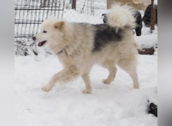 Mischling Samoede und russischer Layka sucht ein  Zuhause.