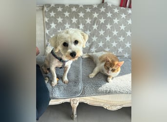 Balou - freundlicher, lieber, katzenverträglicher Bichon Frisé Mix Rüde / z.Zt. noch in Rumänien