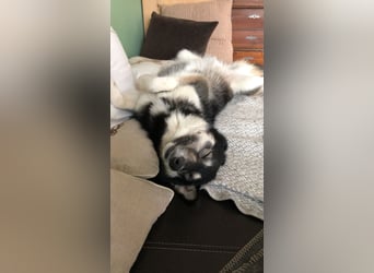 Lola, fröhliche, sehr soziale, aktive Junghündin sucht Traumplatz