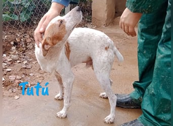 Tutú 08/2023 (ESP) - entspannter, verschmuster und ruhiger Bodeguero Mischling!