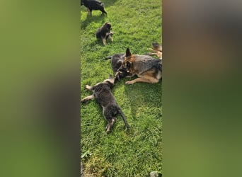 Schäferhund Welpen
