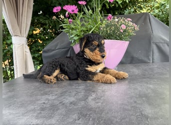 Airedale Welpen vom Uranusfels