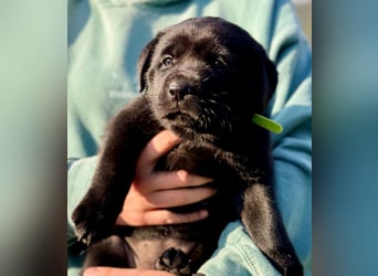 Zuckersüße Labrakita Welpen suchen ihr neues Zuhause!