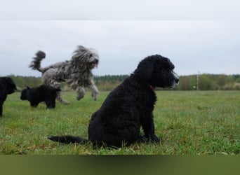 Doodle Bergamasker Barbet Mix Bergamasco Franz. Wasserhund Bergadoodle für Allergiker nicht haarend