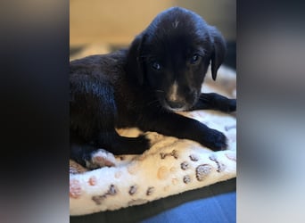 Reacher - tapferer Hundejunge