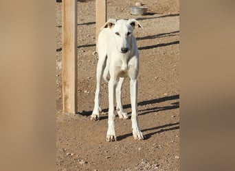 Farolillo, mit seiner Schwester schon zu lange im Tierheim
