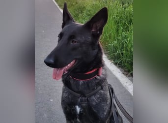 X-Herder Hündin Kim sucht neues Zuhause