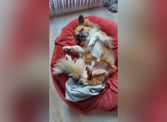 Tommy - kleiner Schatz!