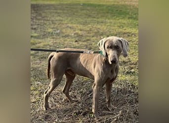 Füge VA – charakterstarker Weimaraner sucht erfahrene Einzelperson mit Führungsqualität