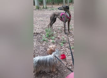 Duna, lieb und verträglich
