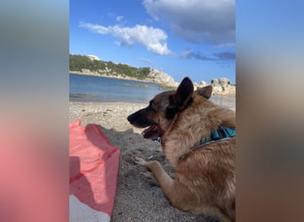 Schäferhundmix MADDOX sucht seine eigene Familie!