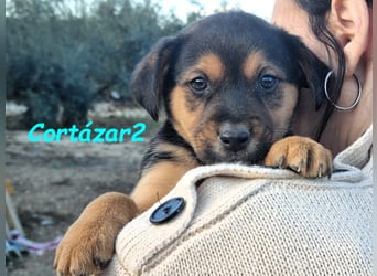 Cortázar2 09/2023 (ESP Pflegestelle) - sehr verschmuster und süßer Bodeguero Mix Junghund!