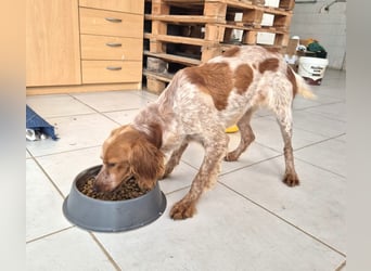 Hilde Mischlingshündin ca. 2 Jahre alt in Griechenland