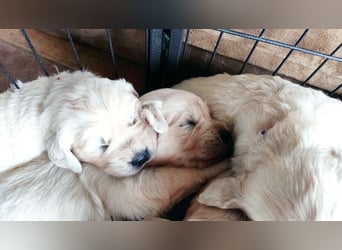 Golden Retriever Welpen